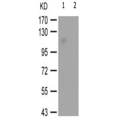 兔抗NFATC3(Phospho-Ser165)多克隆抗體