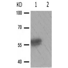兔抗PDCD4(Phospho-Ser67)多克隆抗體