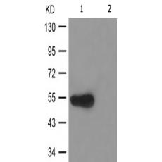  兔抗RUNX1(Phospho-Ser303) 多克隆抗體 