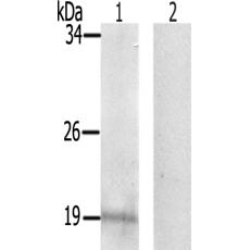 兔抗PEA15(Phospho-Ser104)多克隆抗體