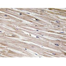 兔抗PEA15(Phospho-Ser104)多克隆抗體