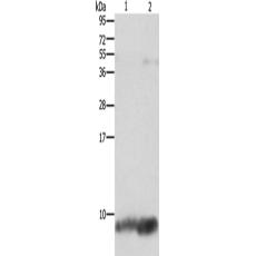 兔抗FXYD1多克隆抗體