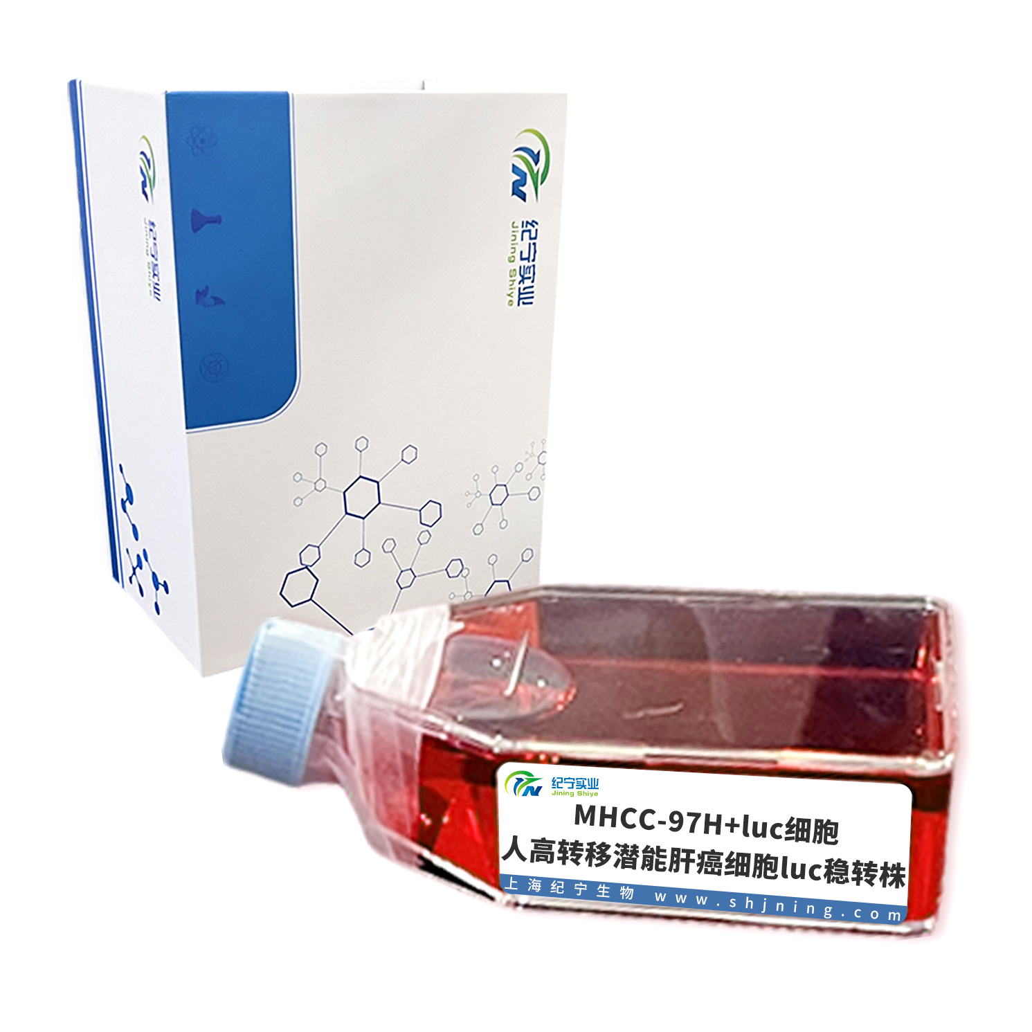 MHCC-97H+luc細(xì)胞＿人高轉(zhuǎn)移潛能肝癌細(xì)胞luc穩(wěn)轉(zhuǎn)株
