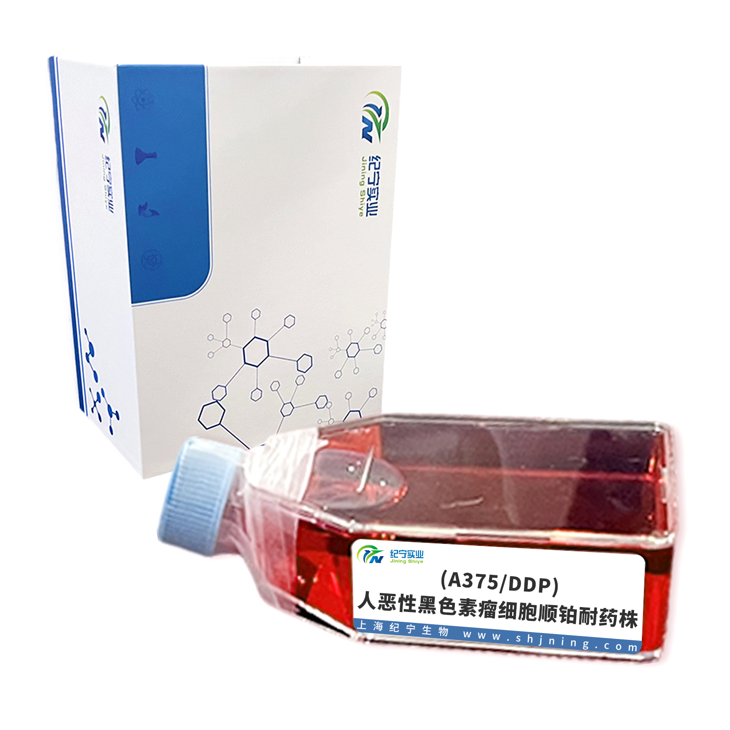 (A375/DDP)人惡性黑色素瘤細胞順鉑耐藥株