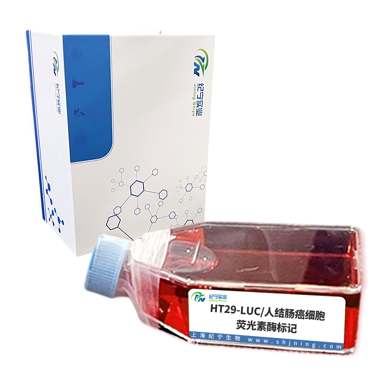 HT29-LUC/人結(jié)腸癌細胞-熒光素酶標(biāo)記