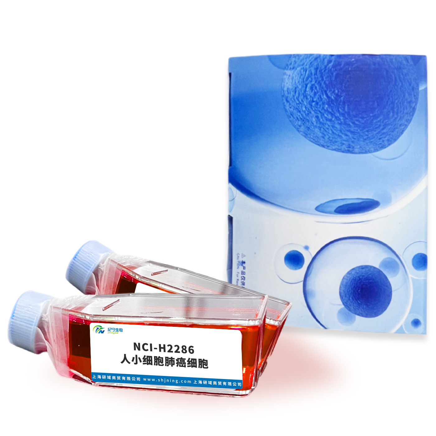 NCI-H2286人小細胞肺癌細胞