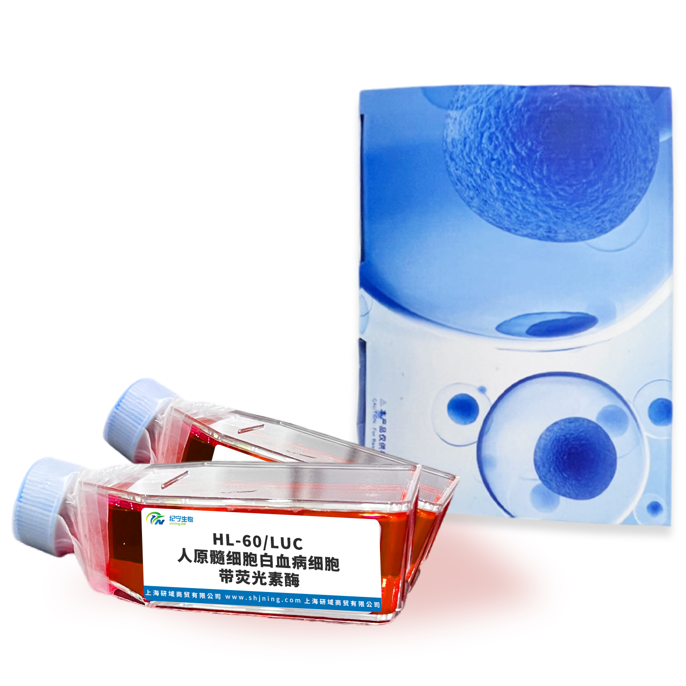 HL-60/LUC人原髓細胞白血病細胞帶熒光素酶