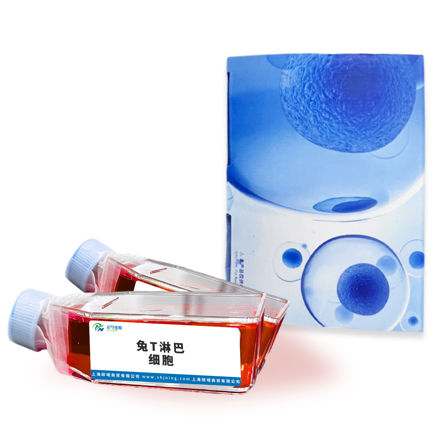 兔T淋巴細胞